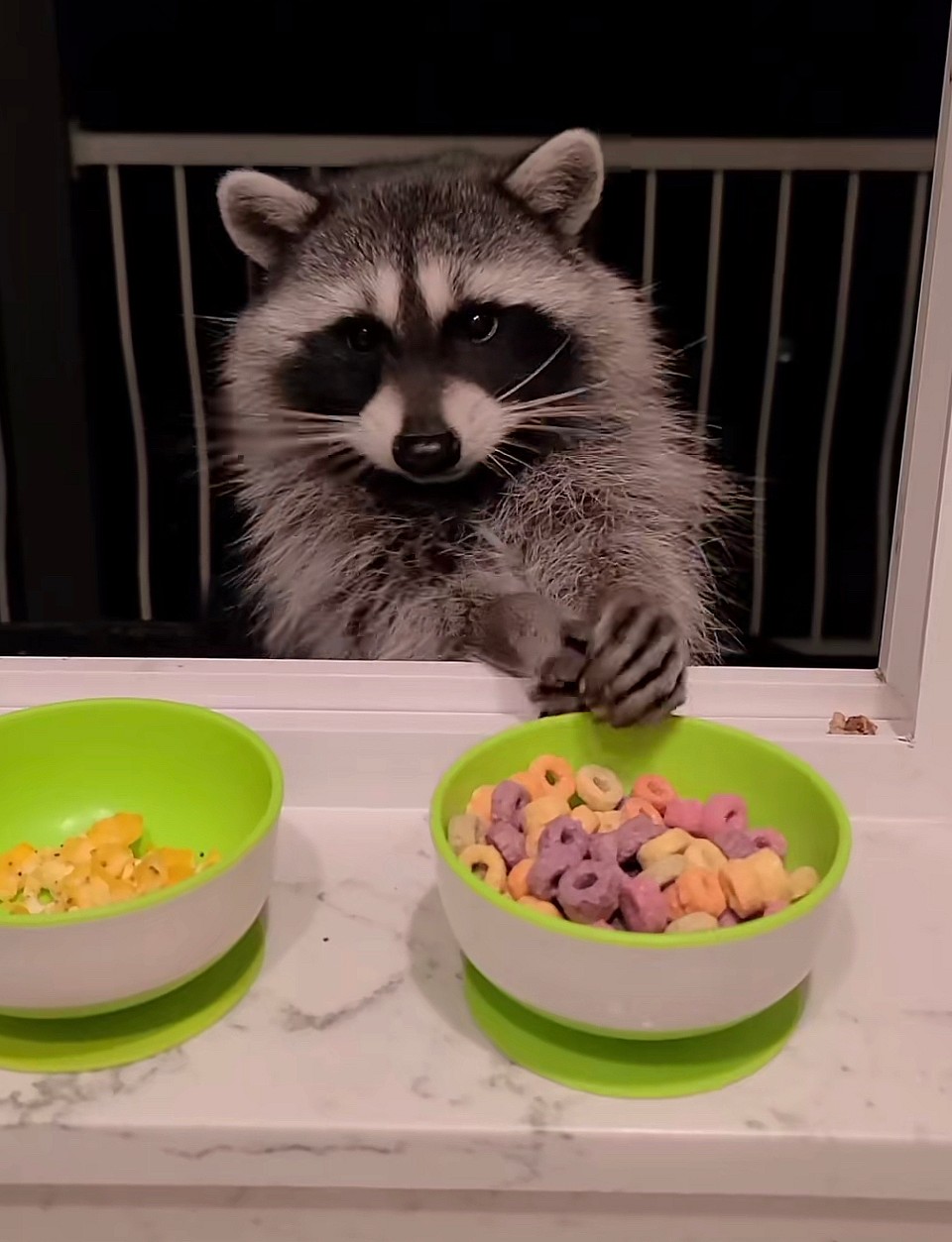 Wilbur and Grace and the raccoon on TikTok