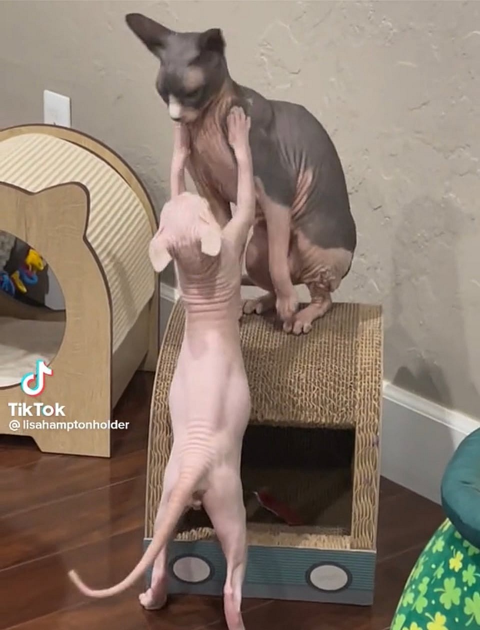 Nudacris the Sphynx