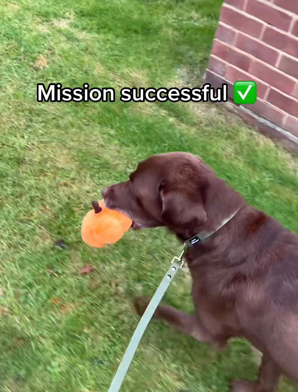 Good Boy Ollie on TikTok