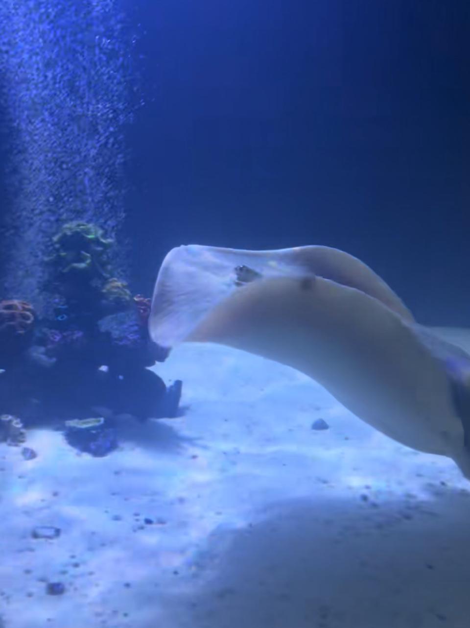 Charlotte the stingray