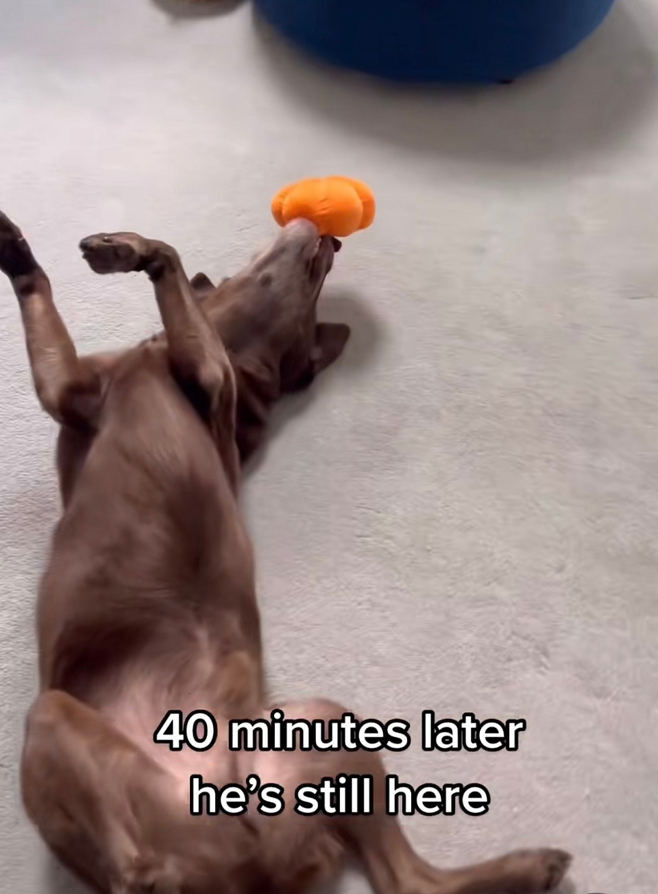 Good Boy Ollie on TikTok