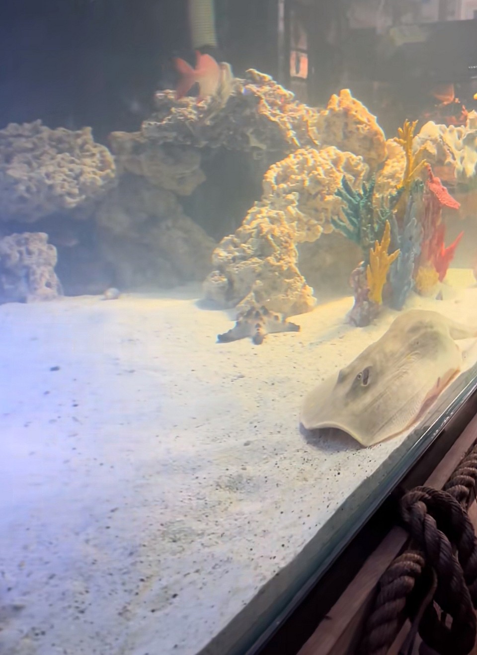 Charlotte the stingray