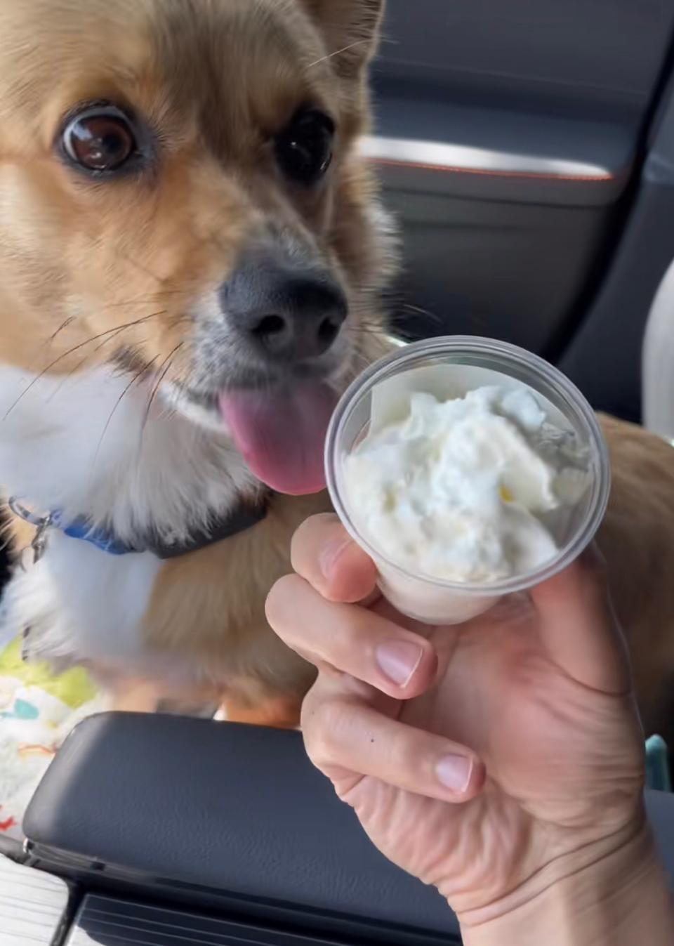 Lilo the corgi