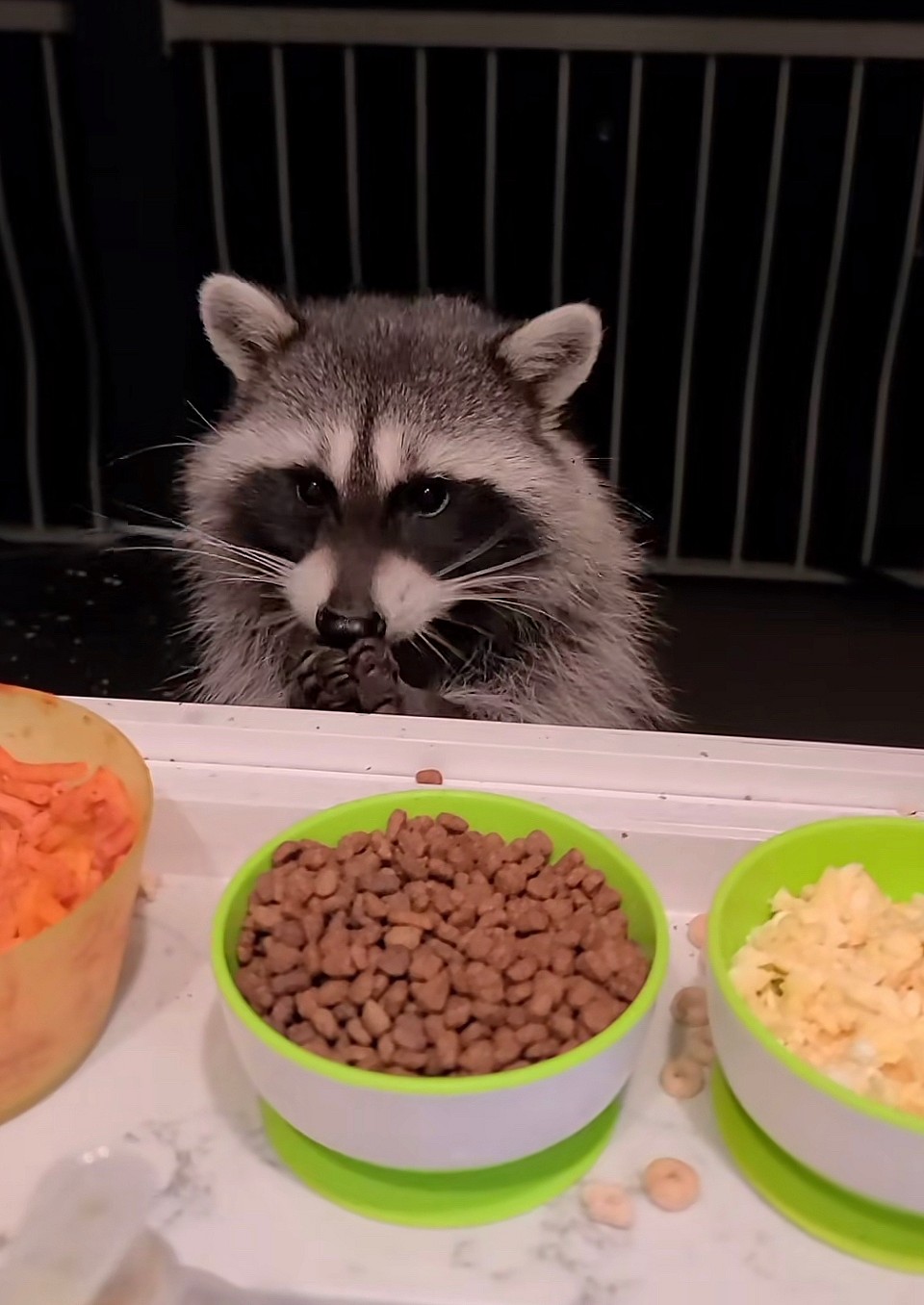 Wilbur and Grace and the Raccoon on TikTok