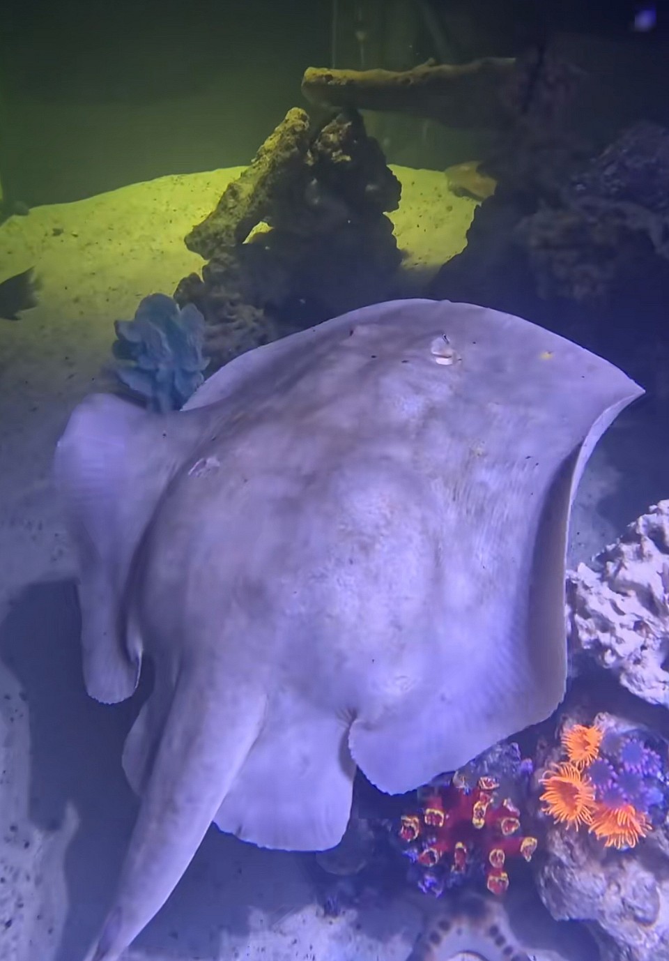 Charlotte the Stingray
