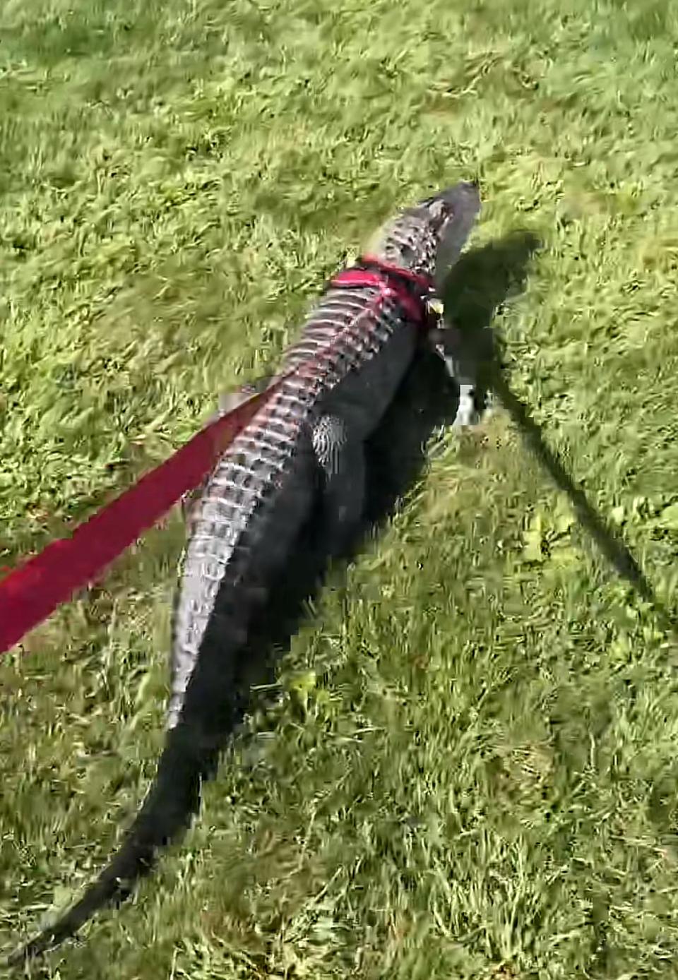 Wallygator