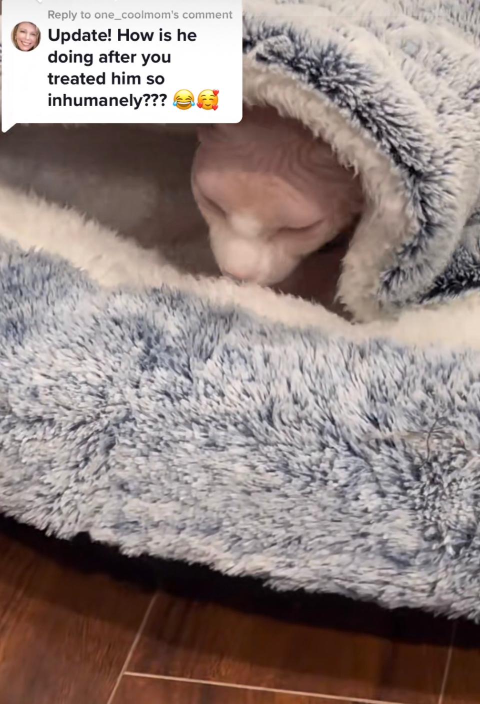 Nudacris the sphynx on TikTok