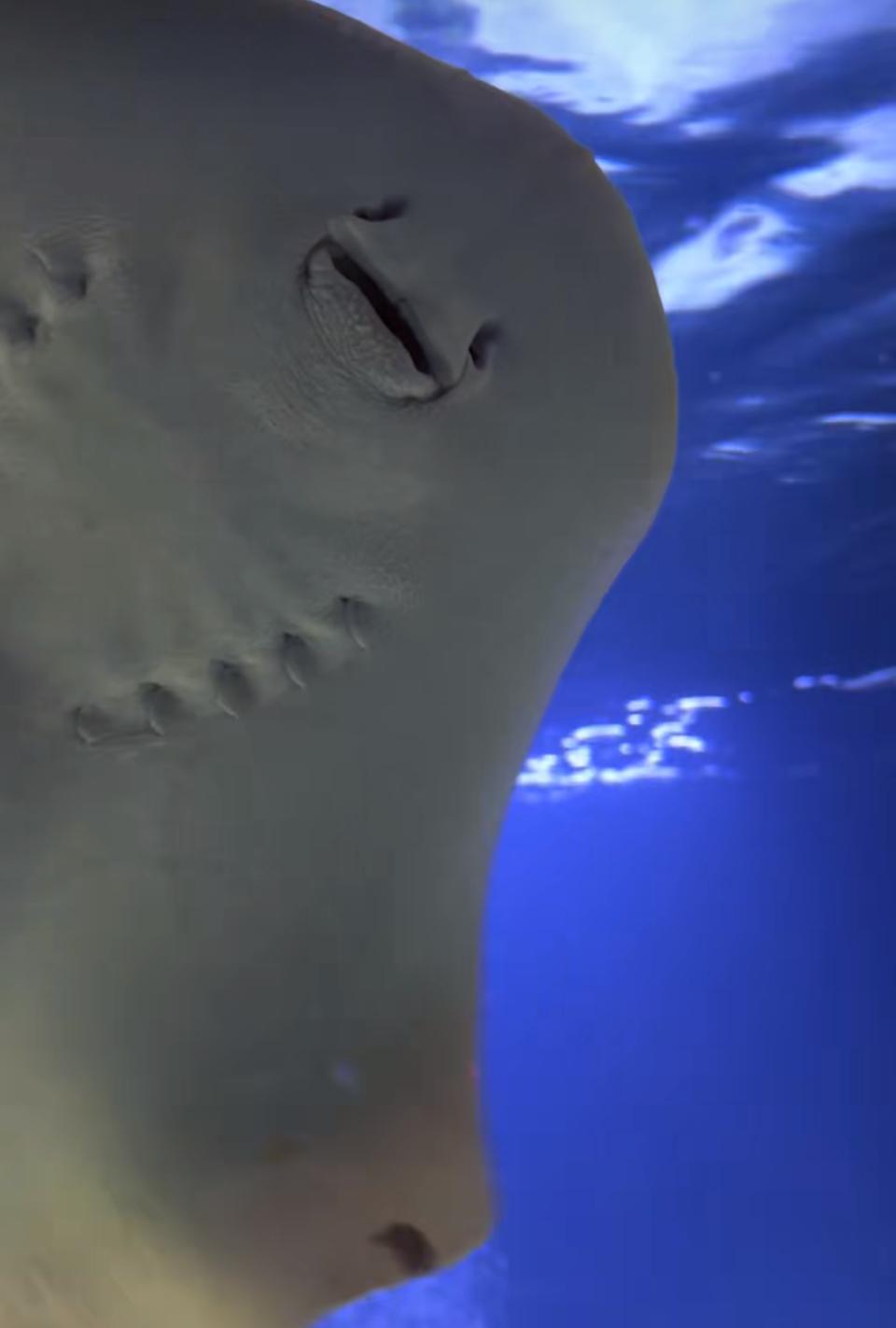Charlotte the stingray