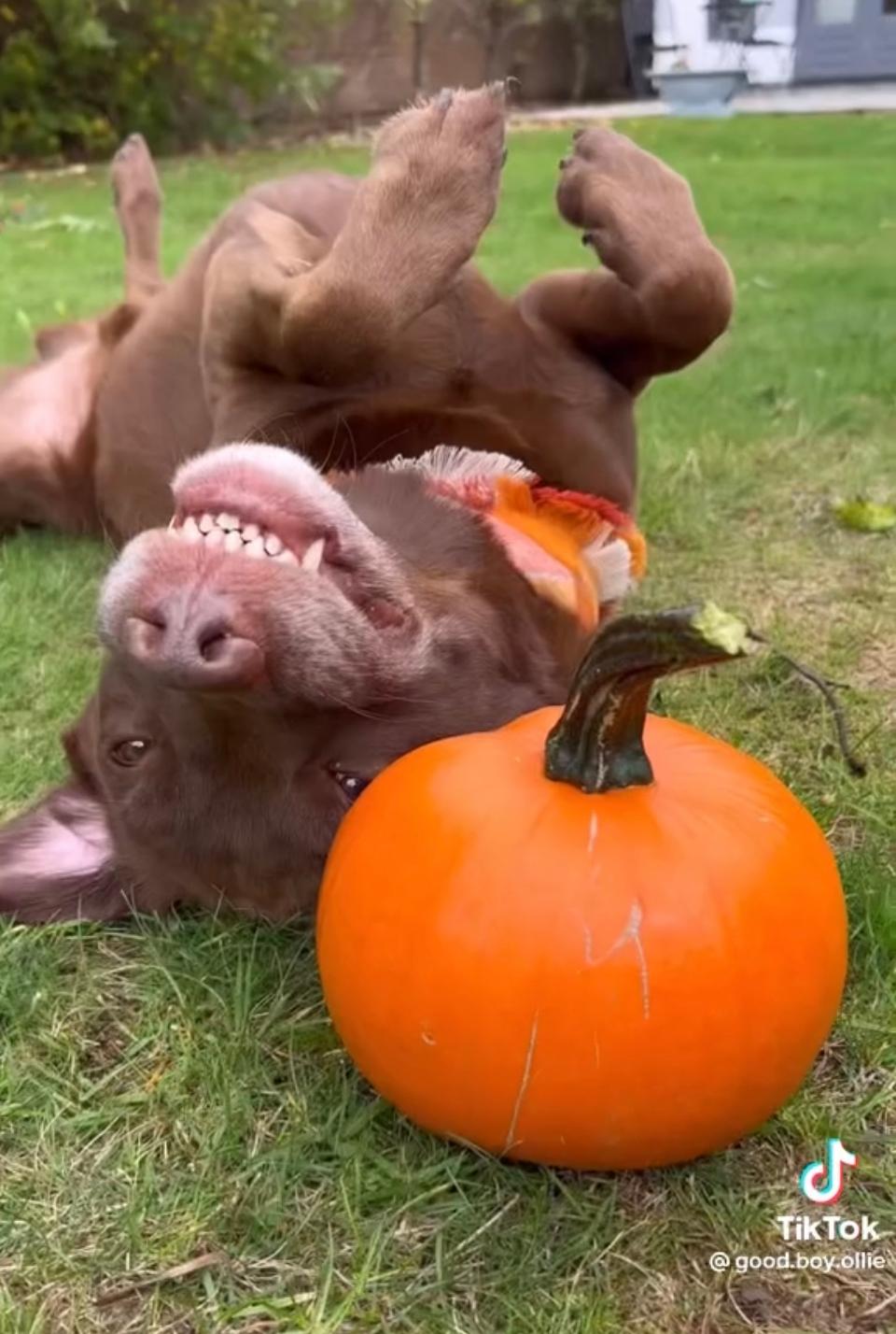 Ollie the Lab