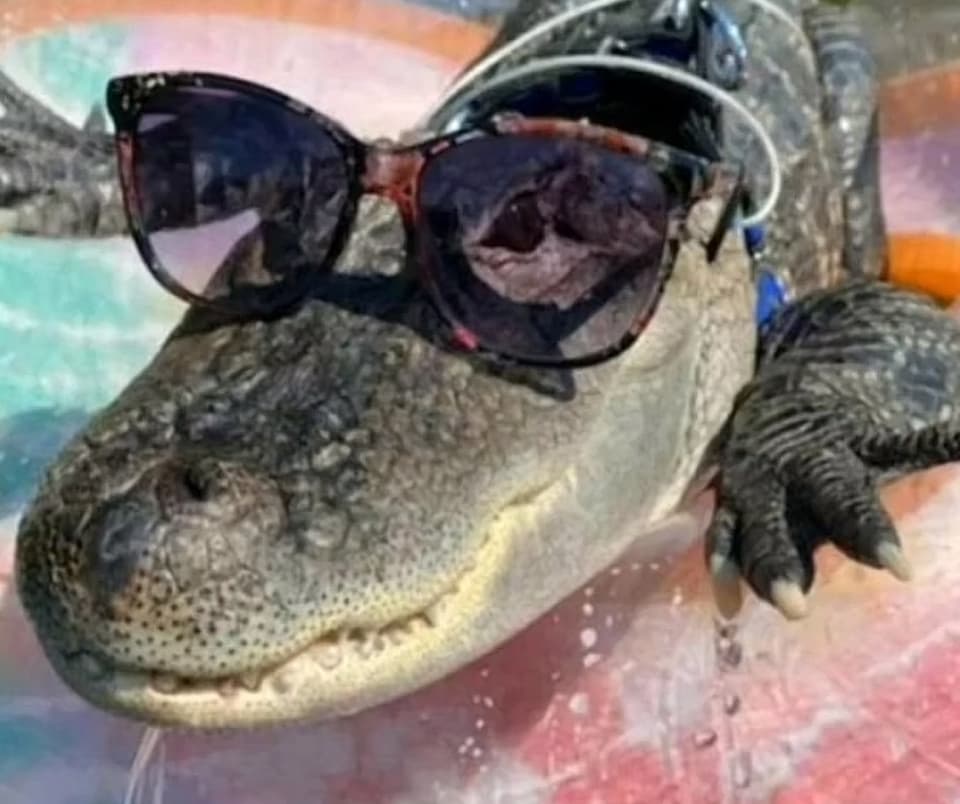Wallygator