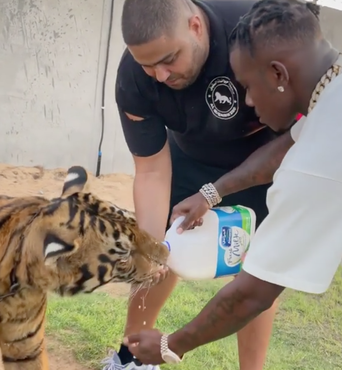Rapper DaBaby Bottle Feeds Massive Tigers, ‘I’m The Real Tiger King!’