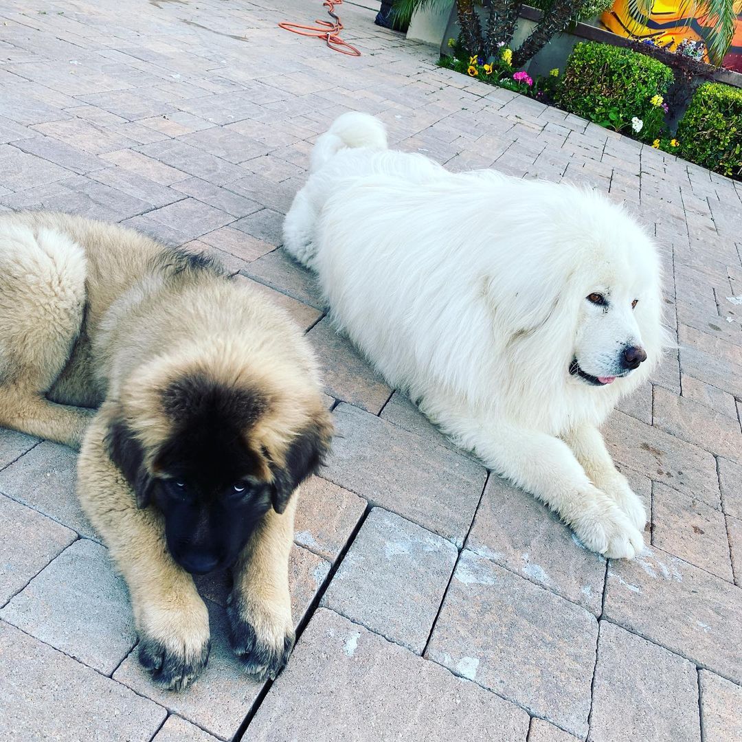 Chris Brown’s Alleged Dog Bite Victim’s Family Seeking Over $1 MILLION In Damages
