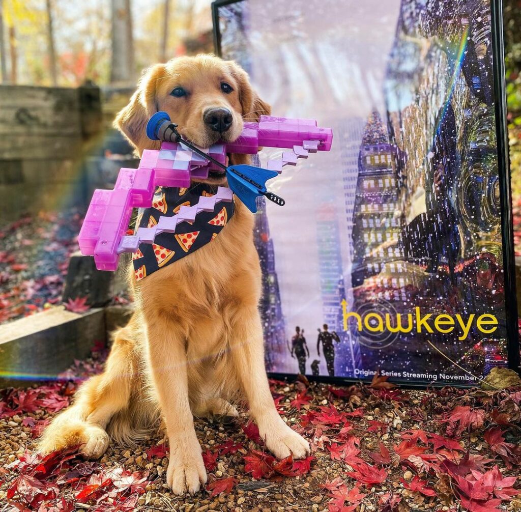 Lucky the Pizza Dog