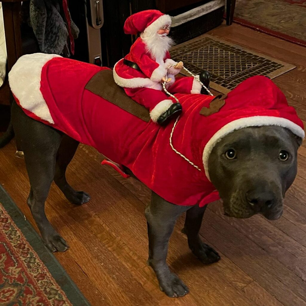 Billie Eilish pet dog Shark 