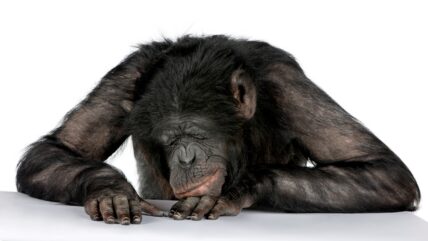 Typo Causes Trader To Sell Bored Ape NFT Worth $284,495 For Just $2,844