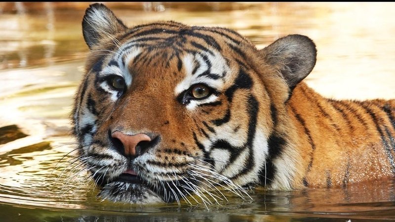 Justice for Eko Change.org petition