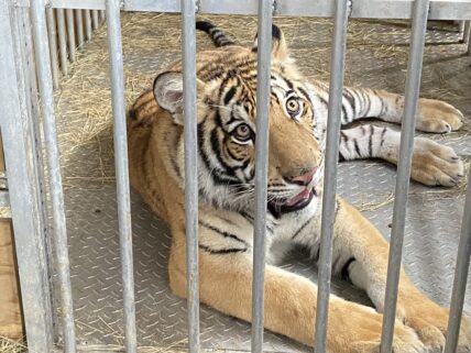 Bengal tiger India recuperates in animal sanctuary after six-day hunt to find animal which was spotted roaming streets in quiet Texas neighborhood