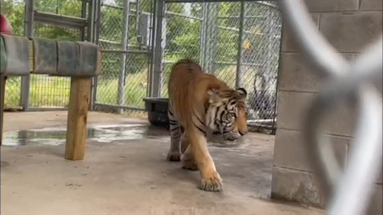 Zoo Officials 'Fully Support' Deputy Fatally Shooting Tiger At Naples Zoo