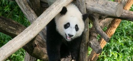 Baby Panda Cub