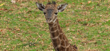 Baby Giraffe Born On Betty White's Birthday DIES In Just 48 Hours