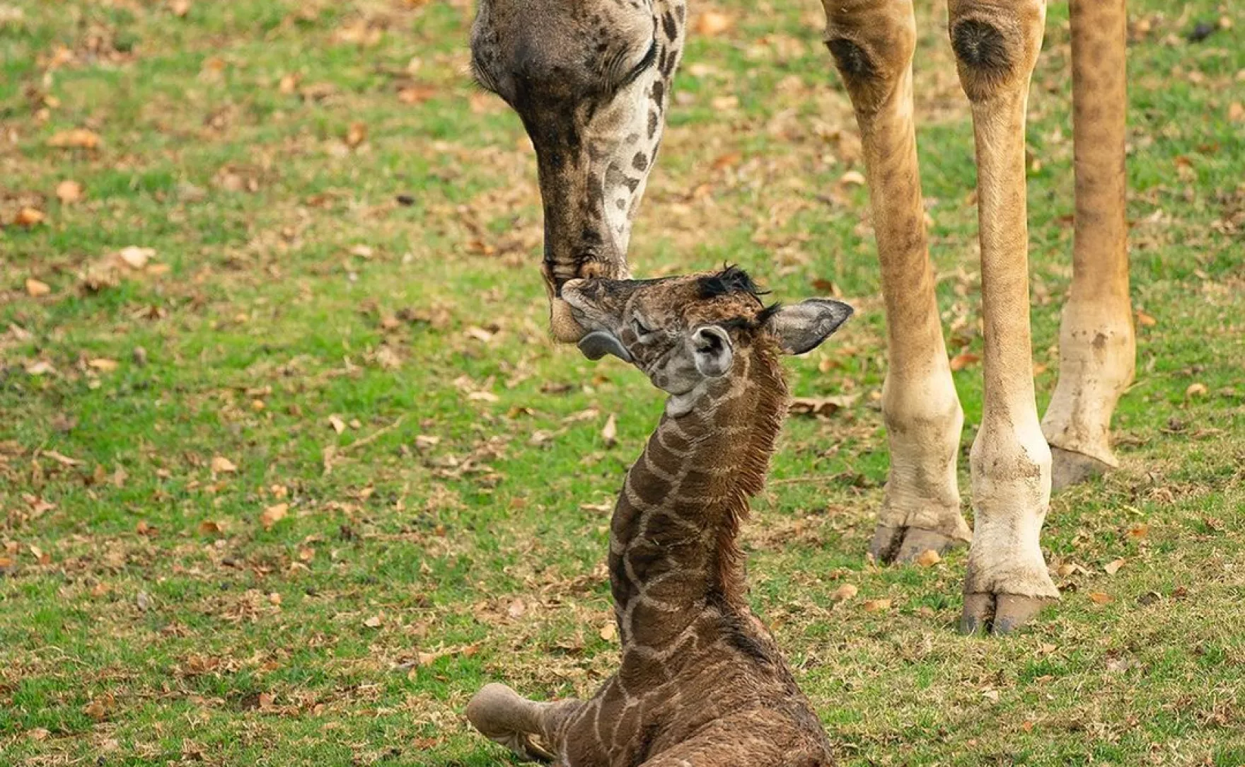 San Diego Wild Animal Alliance 