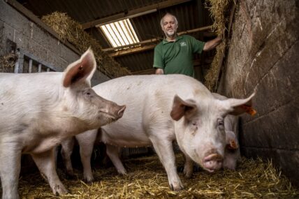Stephen Thompson and his pigs
