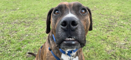 Mongrel puppy named Luke looking for a home