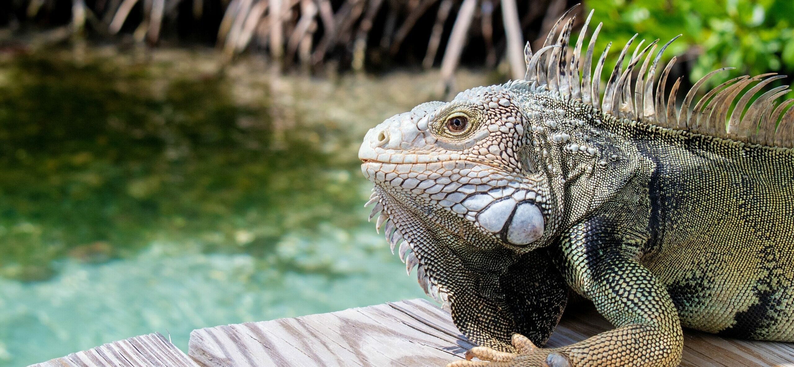Falling Iguanas in Florida