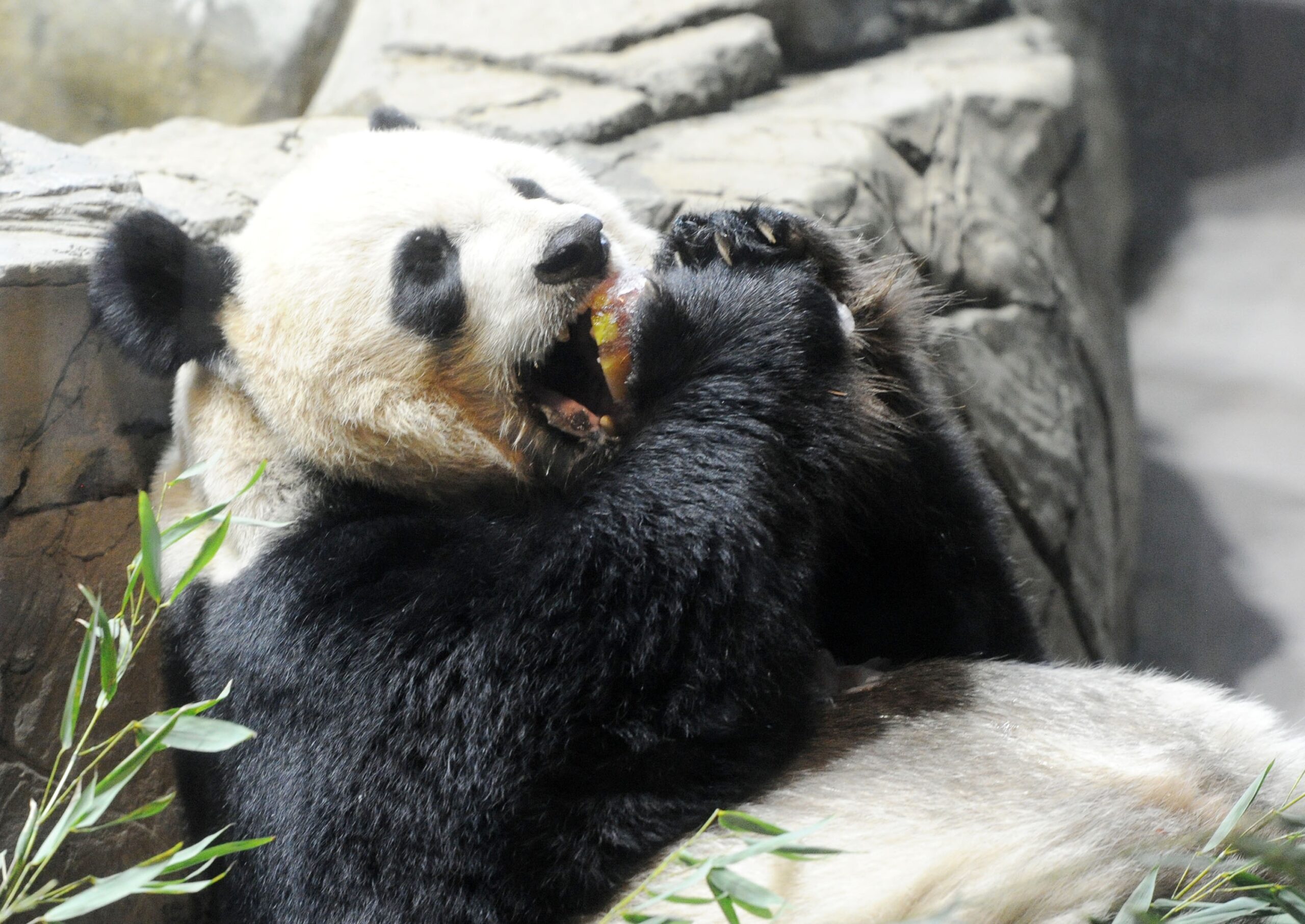 Giant Pandas Tian Tian and Mei Xiang at Zoo in Washington DC