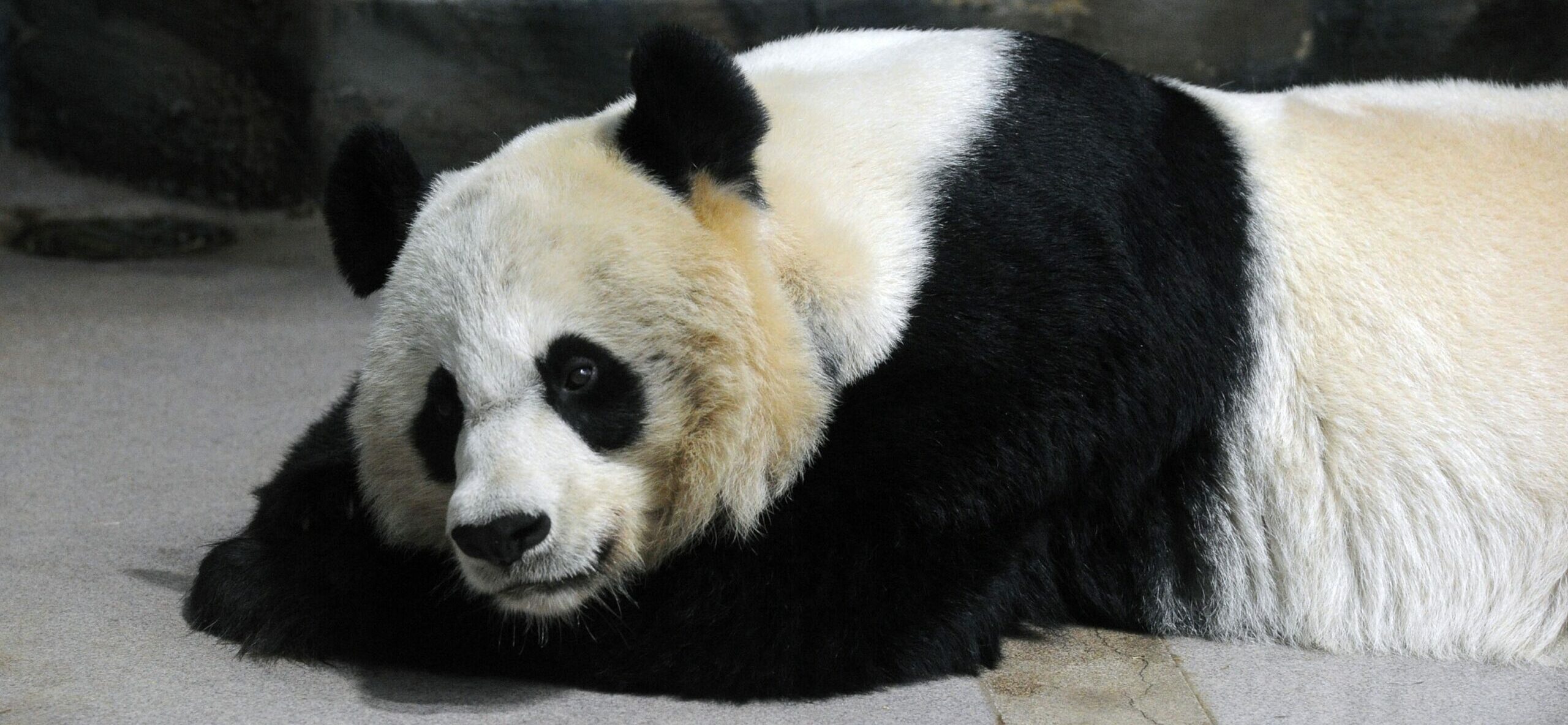 Giant Pandas Tian Tian and Mei Xiang at Zoo in Washington DC