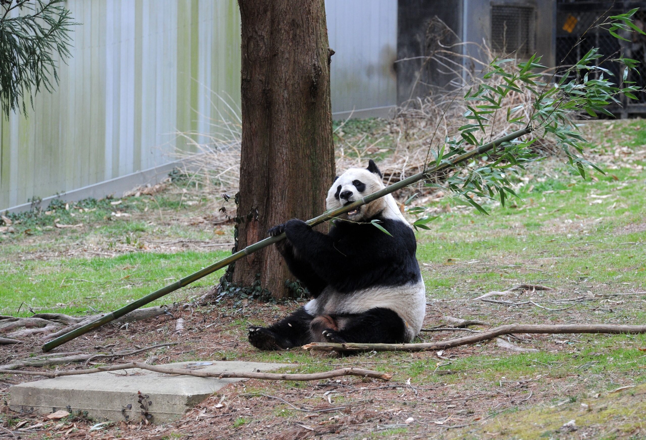 Giant Pandas Tian Tian and Mei Xiang at Zoo in Washington DC