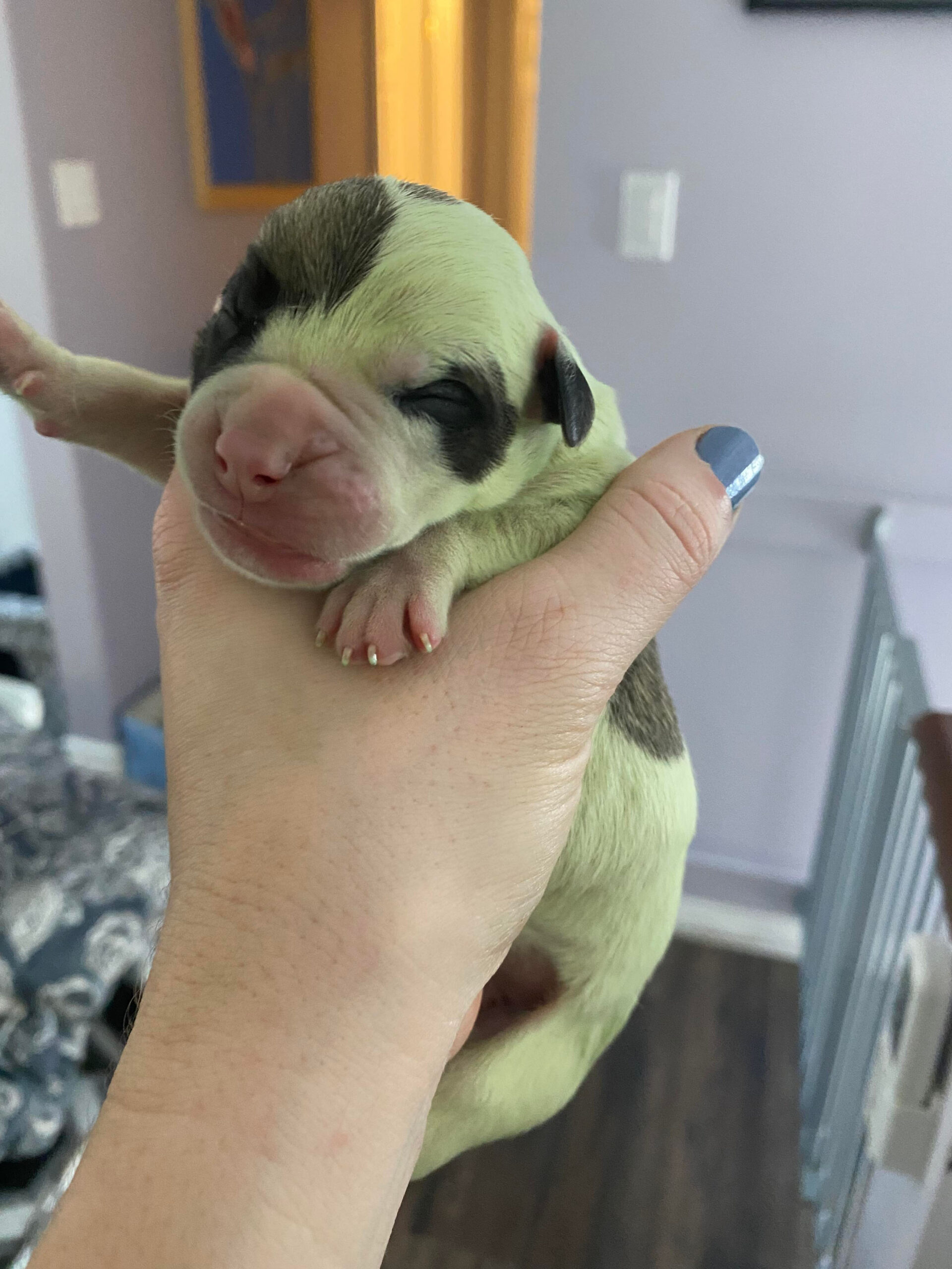 Rare puppy born with GREEN fur really stands out from the rest of the litter