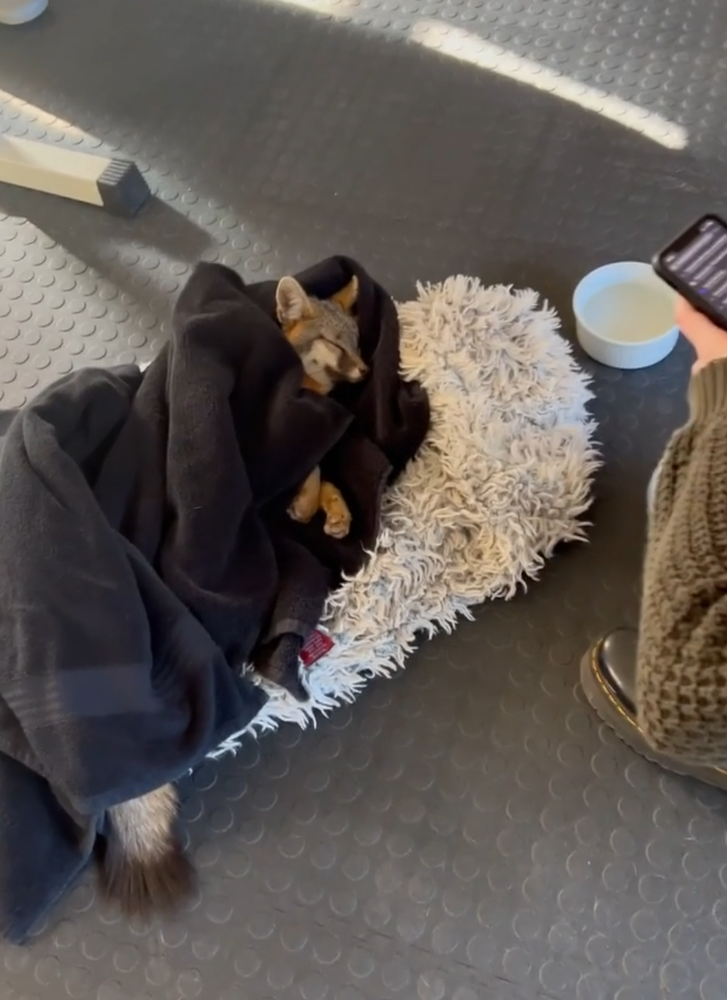 'Monster Garage' Star Jesse James Attempts To Save A Baby Fox Having A Seizure