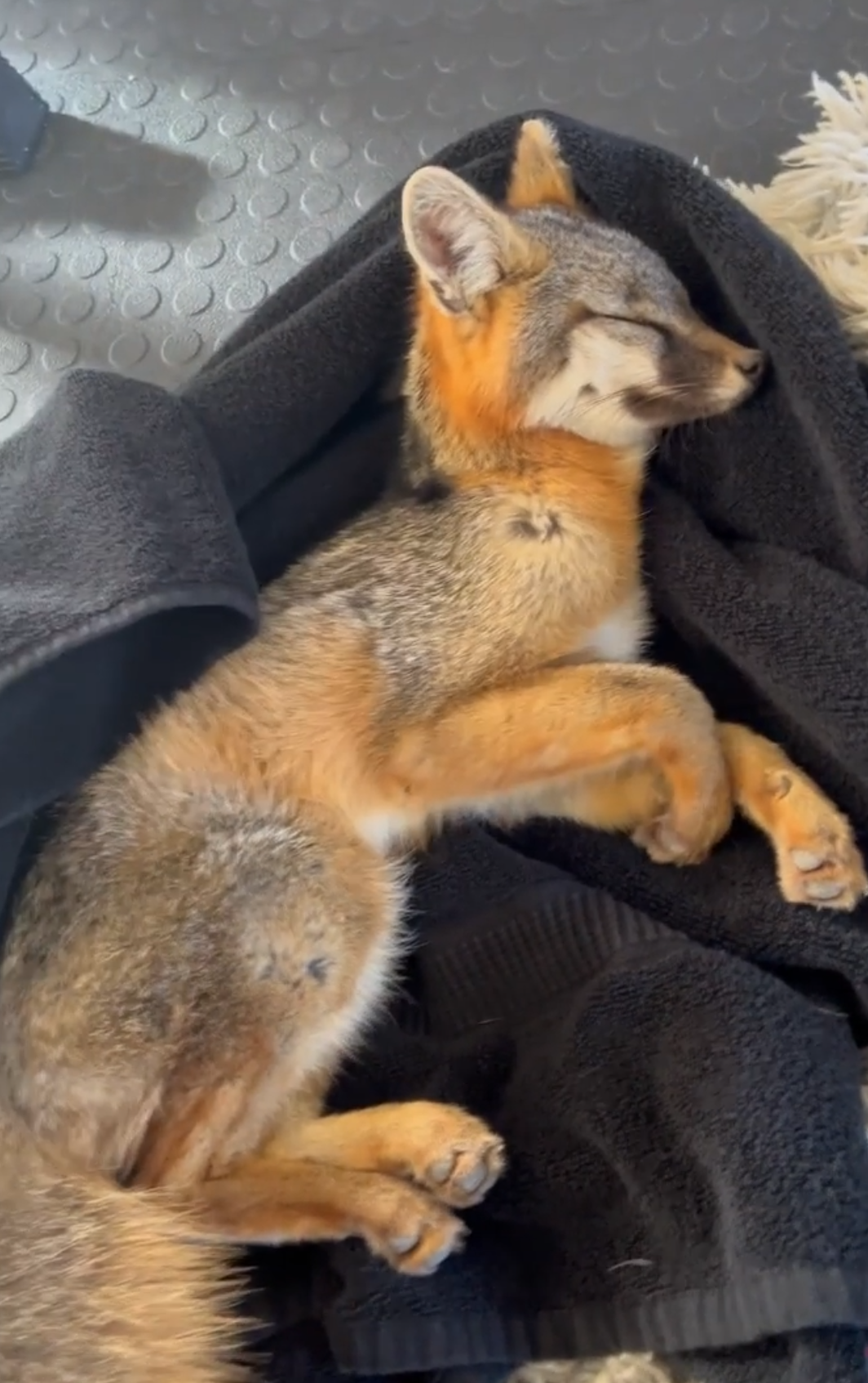 'Monster Garage' Star Jesse James Attempts To Save A Baby Fox Having A Seizure