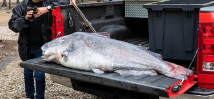 131 pound catfish