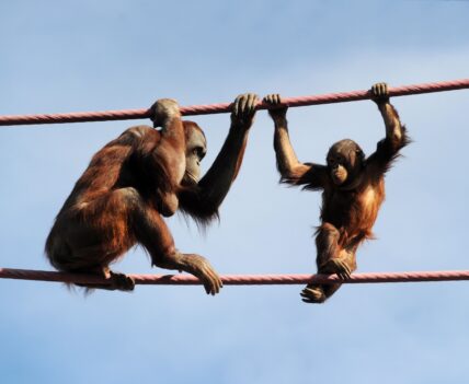 Adorable Orangutans at The Smitsonians National Zoo in Washington DC.