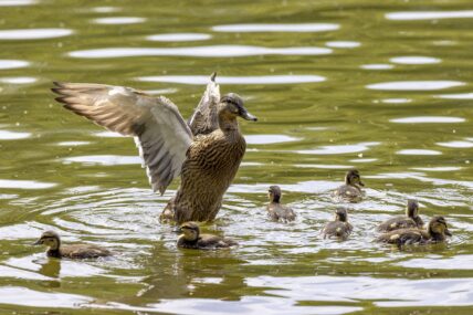 Ducks on the Thames