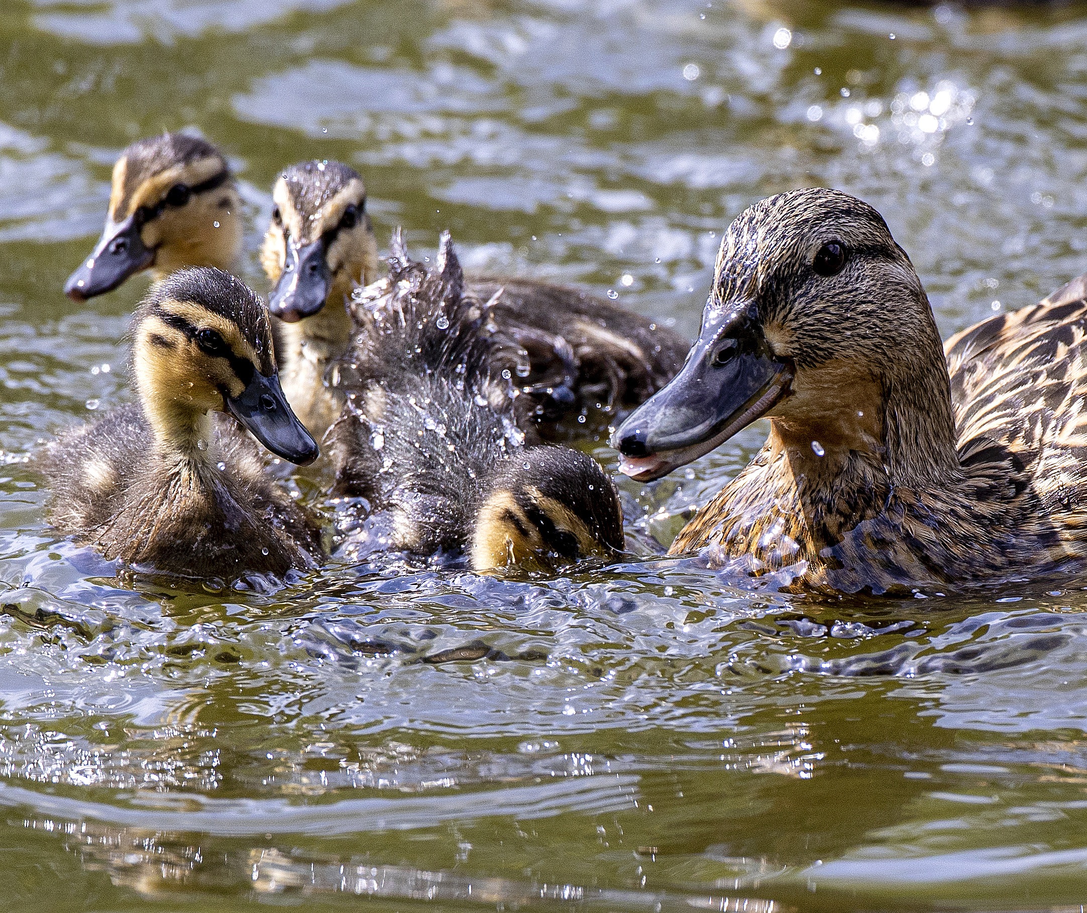 Ducks on the Thames