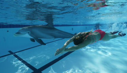The amazingly lifelike $21 million (USD) robot dolphins animal rights activists hope can replace animals at marine parks