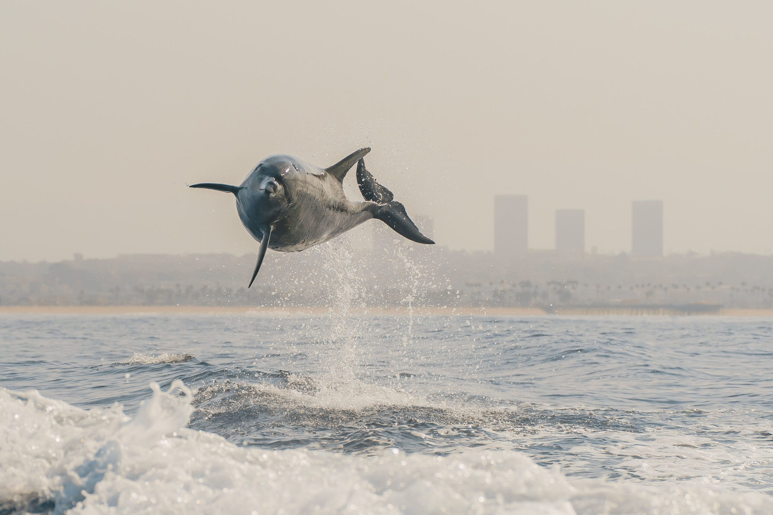 Bottlenose dolphin leaps 10ft in the air to delight tourists
