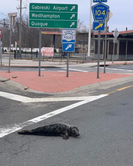 Slippery seal captured by US cops