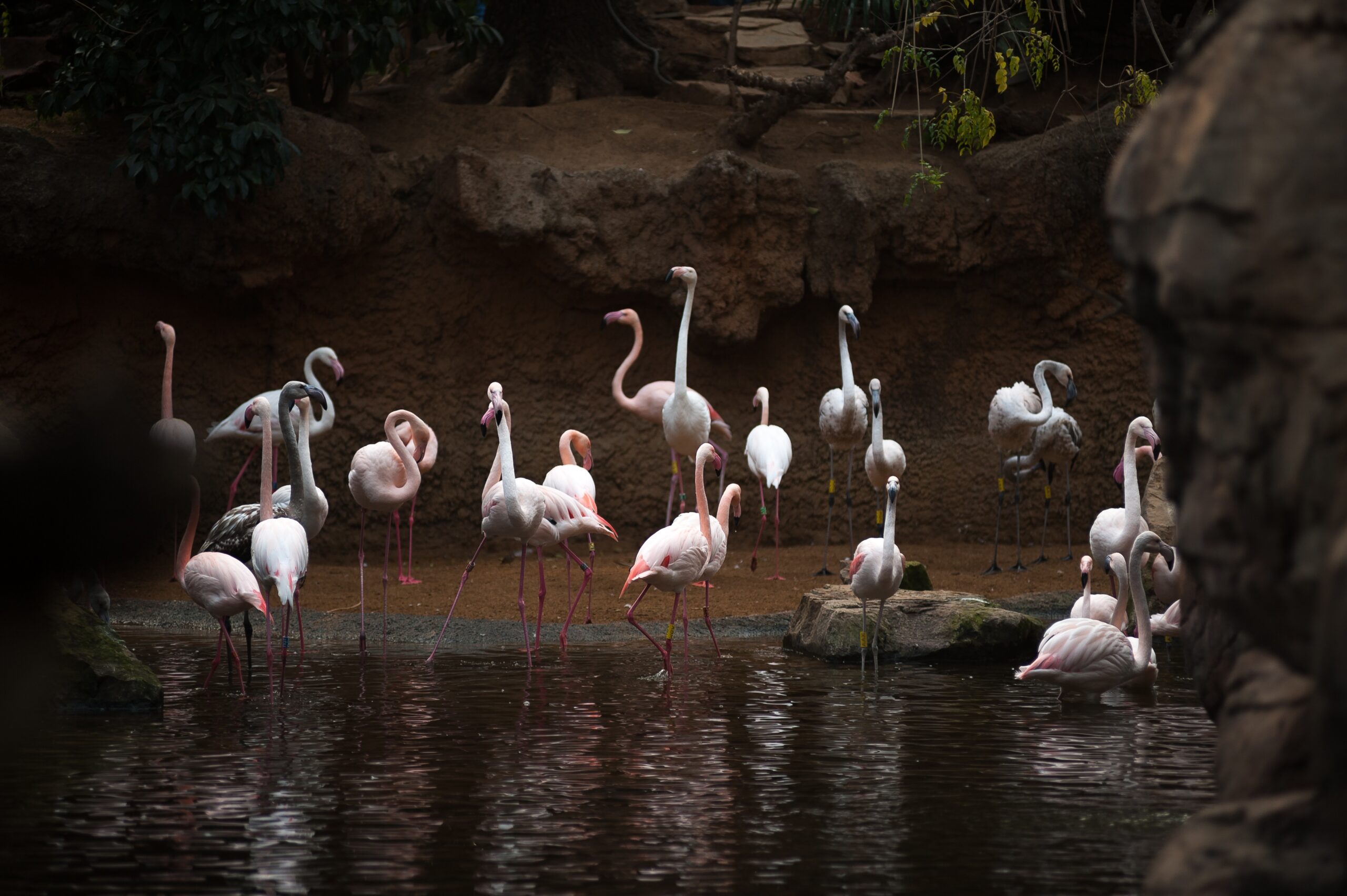 Animals at Fuengirola Bioparc in Malaga, Spain - 18 Jan 2019