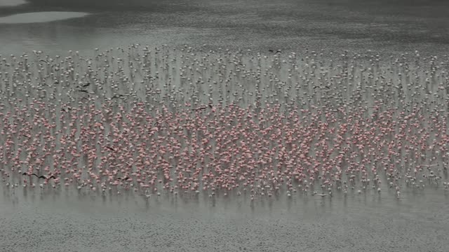 Flamingos in India
