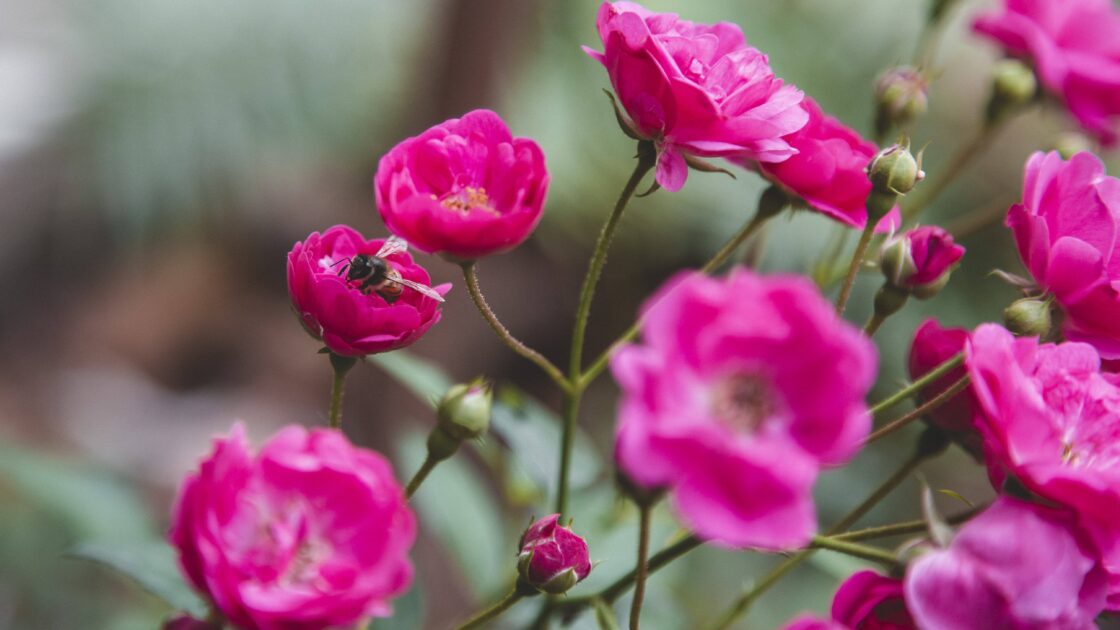 Honey Bee Forages on Small Pink Rose