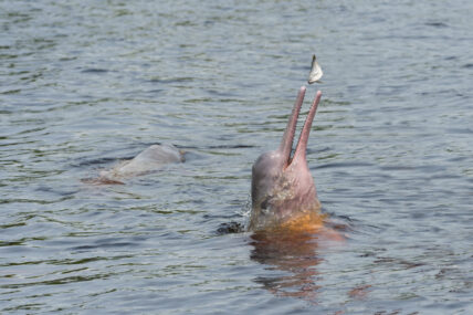 Pink Amazon river dolphin