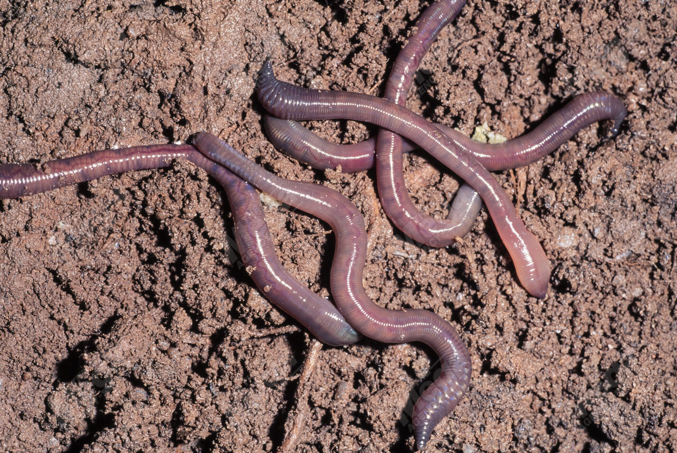 Common worms, Lumbricus terrestris, on wet soil surface. In its native range