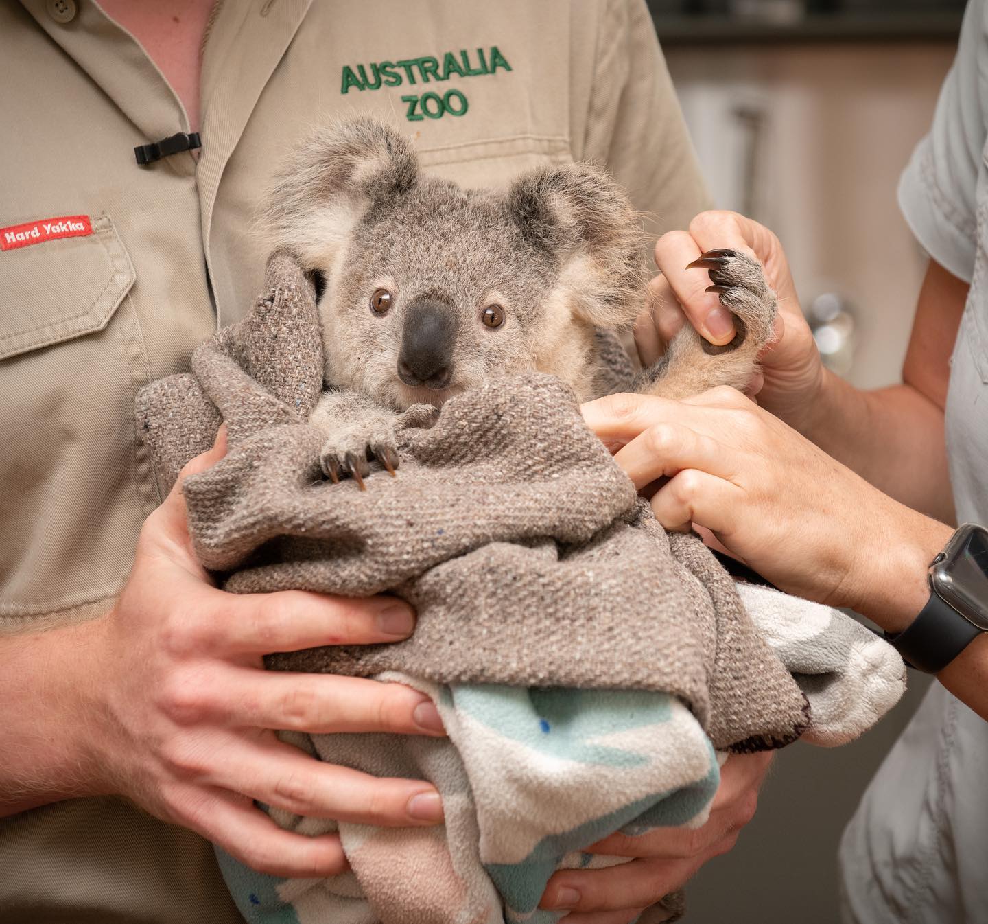 Robert Irwin and a koala at the Australia Zoo