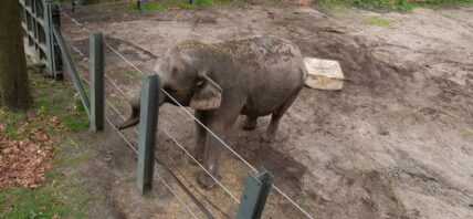 Happy the Elephant at the Bronx Zoo