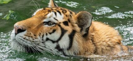 Tiger at the Smithsonian Zoo