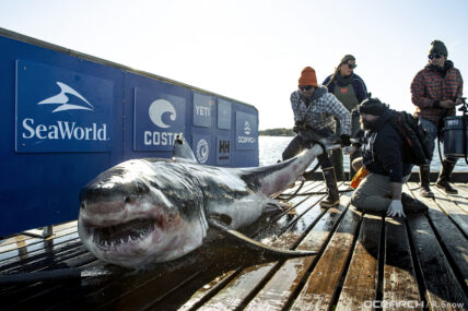 Giant great white shark Ironbound tracked close to popular US beach spot
